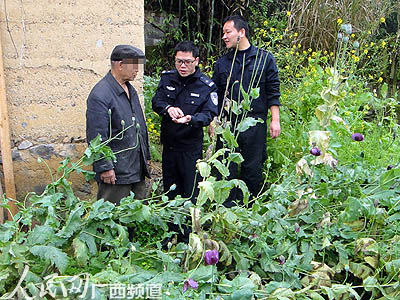 宜州:老人“无知”误种罂粟警方半月铲除400株
