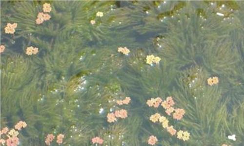 金鱼藻是藻类植物 龙虾养殖:养龙虾看水草 金鱼藻栽培3法管理4要点!