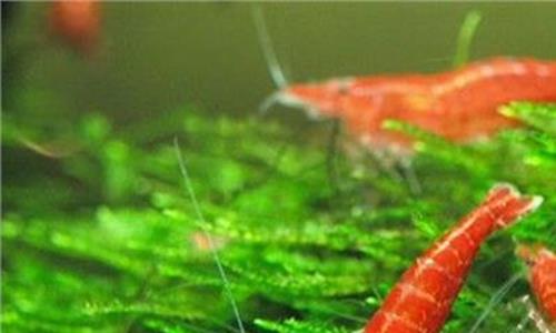 樱花虾抱卵多久孵化 樱花虾抱卵方式