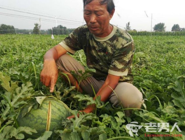 2万斤西瓜被恶意砍烂 瓜农家正等着卖瓜维持生活