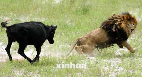 >动物世界狮子与猎狗