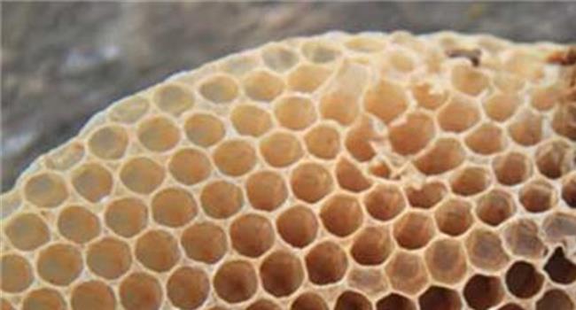 【长期吃蜂胶好】老年人长期吃蜂胶好吗 蜂胶可以长期吃吗