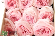 情人节可以送粉玫瑰吗？情人节送粉玫瑰好吗？