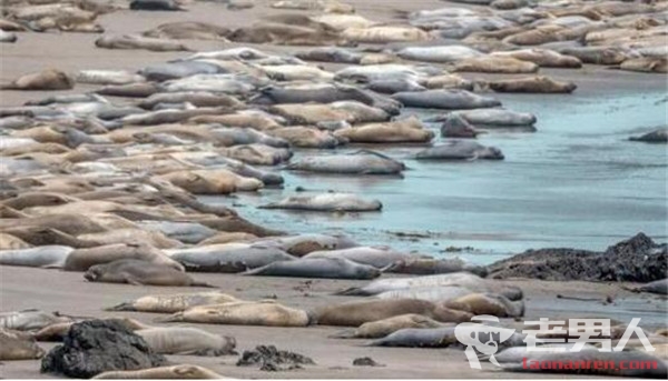 >海豹集体午睡 整个海滩被午睡的海豹占领