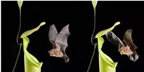 猪笼草吃蜈蚣视频 猪笼草为什么能吃虫子