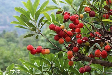 梅花是发物吗？皮肤过敏的人能喝梅花茶吗？