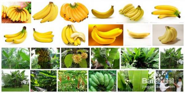 >黄香和松香有什么区别 皇帝蕉和普通香蕉营养价值 皇帝蕉和普通香蕉有什么不同