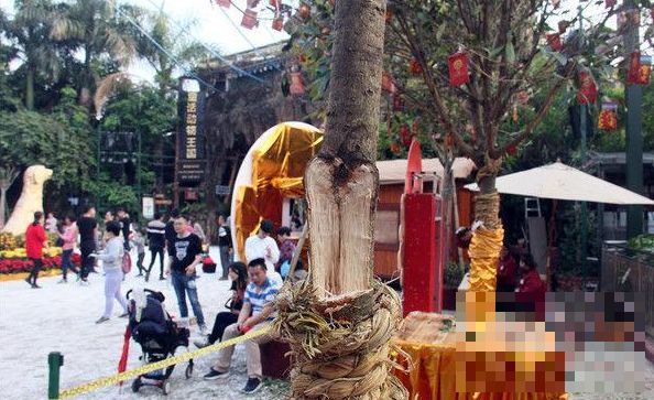 广东佛山景区春节设立“摇钱树” 游客求财心切拼命摇树致“摇钱树”树干