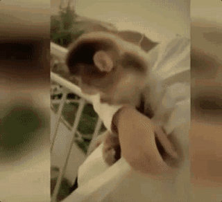 >直播养猴牵出大案35人被抓 16只猕猴被解救20只死亡