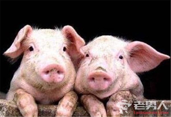日本猪瘟时隔26年再次爆发 将扑杀610头猪