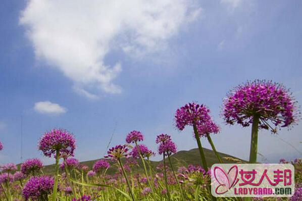 野韭菜花的营养价值和图片