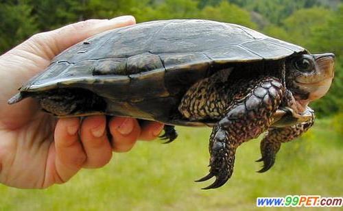 >木雕水龟【世界上最聪明的龟】