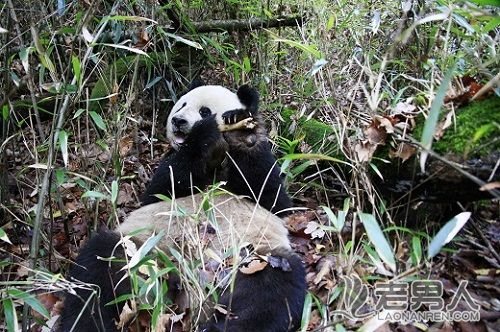 >陕西首次观察到秦岭大熊猫啃食羚牛腿骨(图)