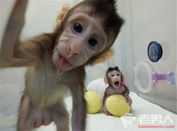 >两只克隆猴诞生 乃是全球首例体细胞克隆猴
