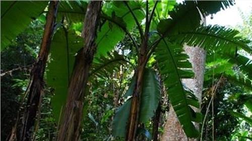 热带雨林环境 一个AI开发平台是怎么参与热带雨林保护的?