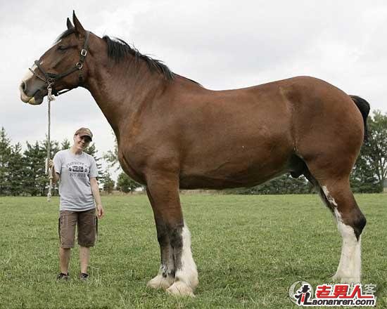 目前世界上最高的马  身高达到2.08米【图】