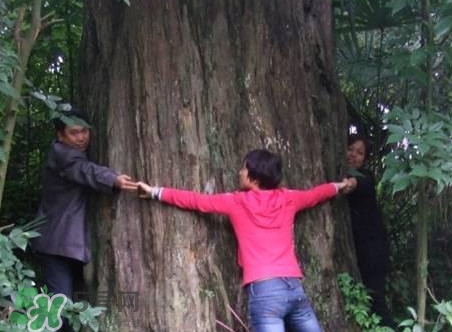 红豆杉是红木吗？红豆杉是国际几级保护植物？