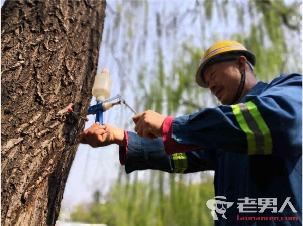 北京治理杨柳30万株 解析杨柳树为何不能“一砍了之”