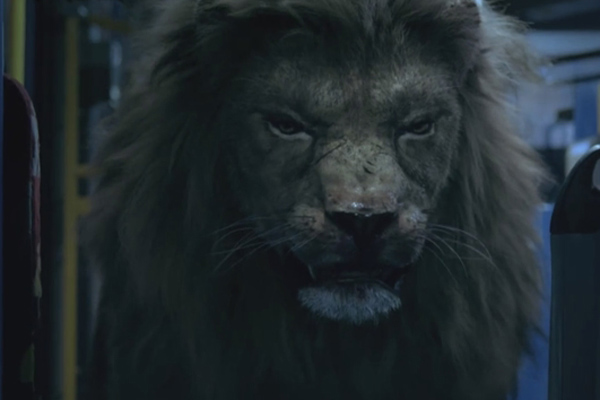 狂暴凶狮讲的什么 狮子与人类展开了正面交锋
