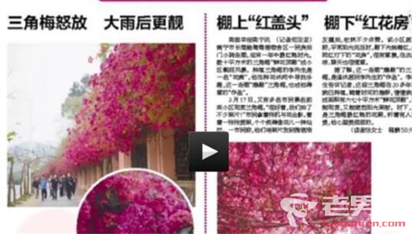 >南京市民20年种出鲜花长廊 美丽的花海引网友关注