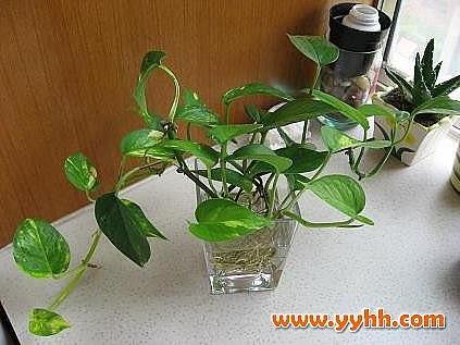 >室内立体绿化水培植物绿萝的养护管理方法