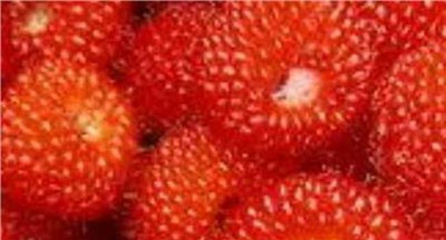【覆盆子和红莓】请问覆盆子红莓有什么区别?