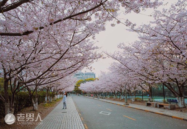春节赏花去哪呢 国内最值得一去的十大赏樱佳地