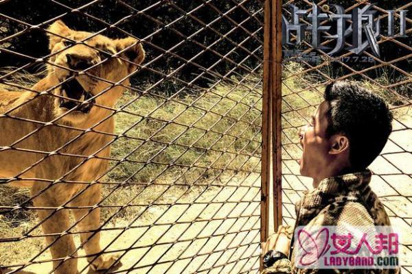 >《战狼2》曝非洲版海报特辑 吴京跟非洲狮子“脸贴脸”