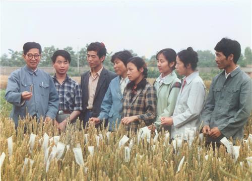 李振声小麦 与小麦结缘一辈子——记中国小麦远缘杂交育种奠基人李振声