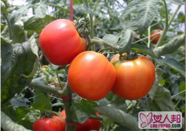 怎么种小番茄 小番茄种植技巧