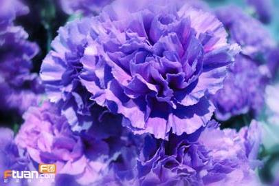 康乃馨花语 紫色康乃馨代表着什么