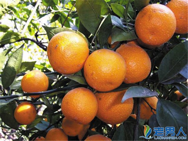 >蜜橘的营养价值 夏天常食用对人体有什么好处