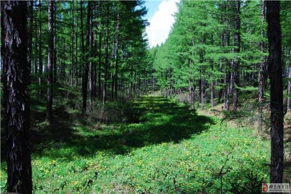 >方精云森林碳收支 森林生态系统碳收支及其影响机制