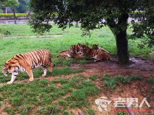 桂林发生老虎伤人事件 一名饲养员被活活咬死