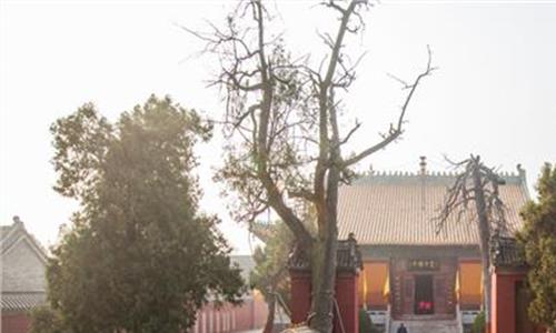 太昊陵庙会:历史文化活风景
