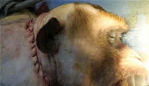 猴子换头手术成功：中国研究员成功为猴子“换头” 脖子以下处于瘫痪状态(图)