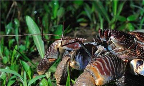 椰子蟹做法 椰子蟹能吃吗 椰子蟹的做法