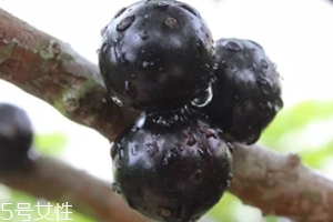 >木葡萄的功效和作用 营养价值