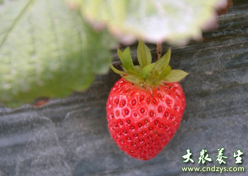 吃草莓会胖吗