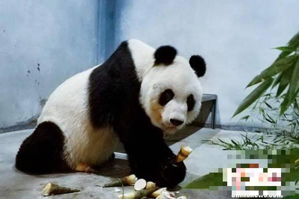 西安“瘦成皮包骨”大熊猫食量恢复 曾为其从广州空运鲜竹笋