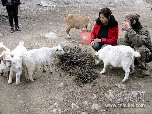 80后夫妻弃豪宅隐居深山 种菜养鸡享田园生活