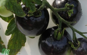 黑番茄种子哪里有卖？黑番茄多少钱一斤2017？