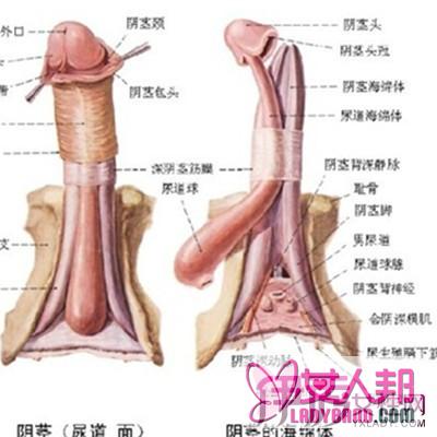 尿道畸形是怎么回事 对生育的四大重要影响