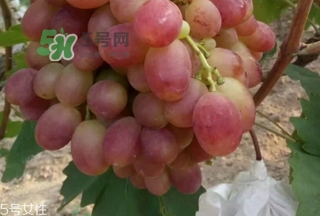 红葡萄的营养价值_红葡萄的功效与作用及饮食禁忌