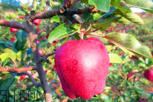 花牛苹果是脆的还是粉的？花牛苹果好吃吗