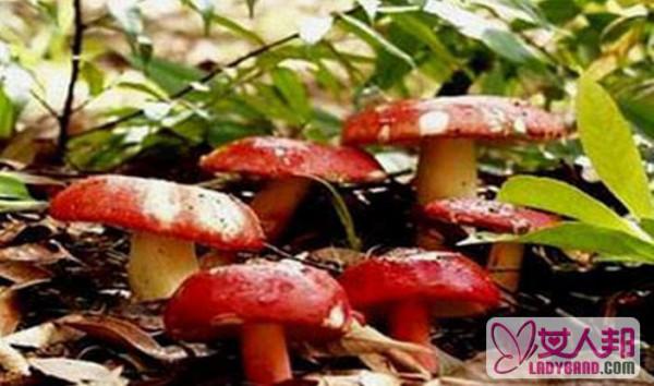 >红菇的营养价值与功效 红菇吃法