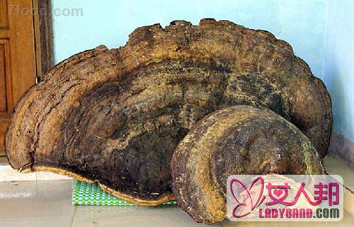 越南发现70公斤灵芝已生长了数千年 灵芝的功效及吃法