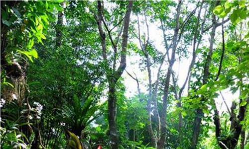 热带雨林的植物 琥珀证明青藏高原4000万年前是热带雨林
