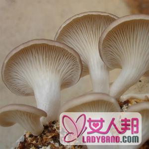 >【凤尾菇的做法】凤尾菇的家常做法_凤尾菇怎么做好吃