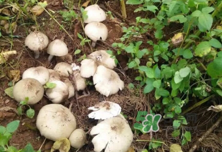 鸡枞菌可以人工种植吗？怎么人工种植鸡枞菌